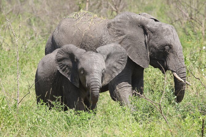 3 Days/2Nights Nyerere National Park Safari - Good To Know