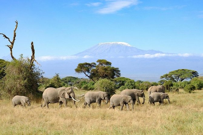 3 Days Amboseli Private Safari - Good To Know