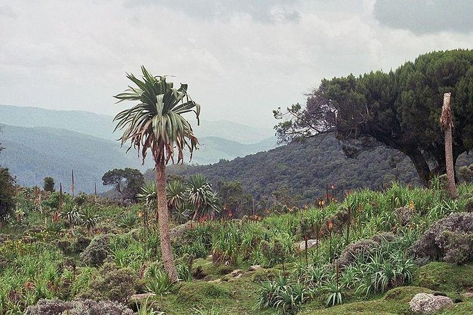 3 Days Bale Mountains Trekking - Good To Know