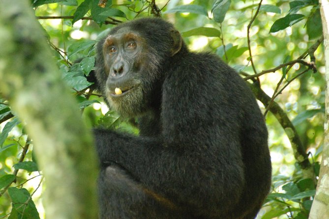 3-Days Chimpanzee Tracking Kibale Uganda - Good To Know