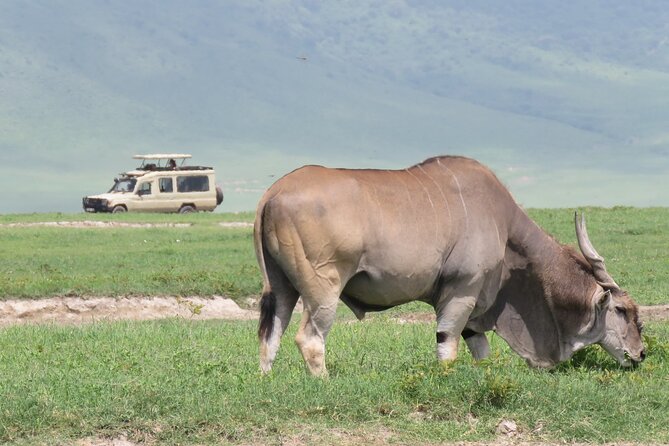 3 Days Exploring Serengeti & Ngorongoro Crater From Arusha - Output: