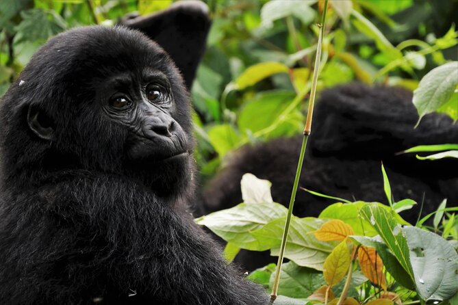 3 Days Gorilla Trekking Bwindi Safari