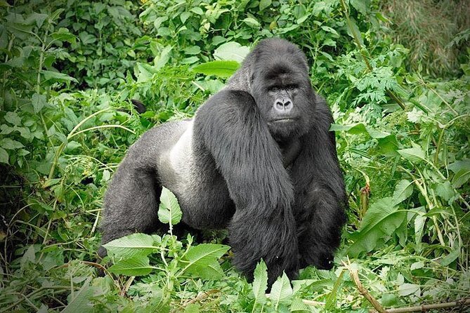 3 Days Gorilla Trekking Safari to Bwindi Impenetrable NP Uganda - Good To Know