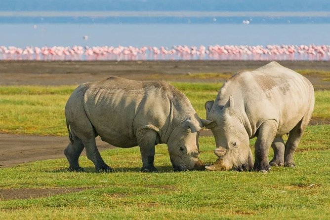 3 Days Luxury Lodge Safari To Tarangire, Lake Manyara & Ngorongoro Crater - Good To Know