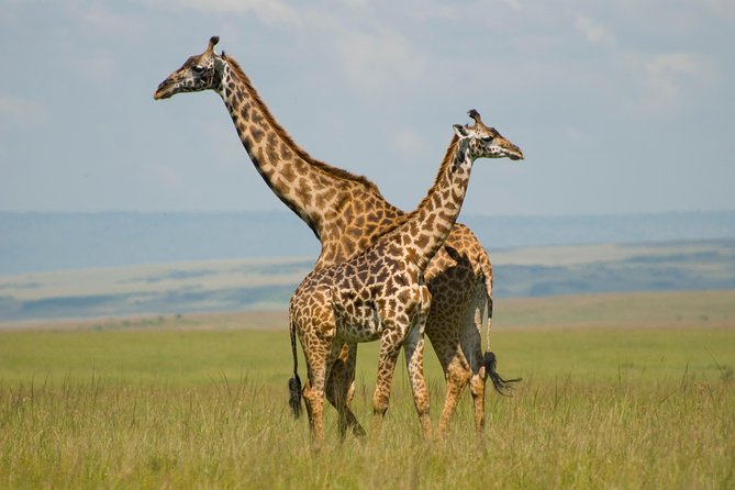 3 Days Masai Mara Group Joining - Good To Know