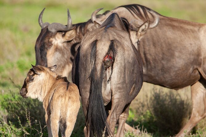 3 Days Masai Mara Mid Range Private Safari - Good To Know