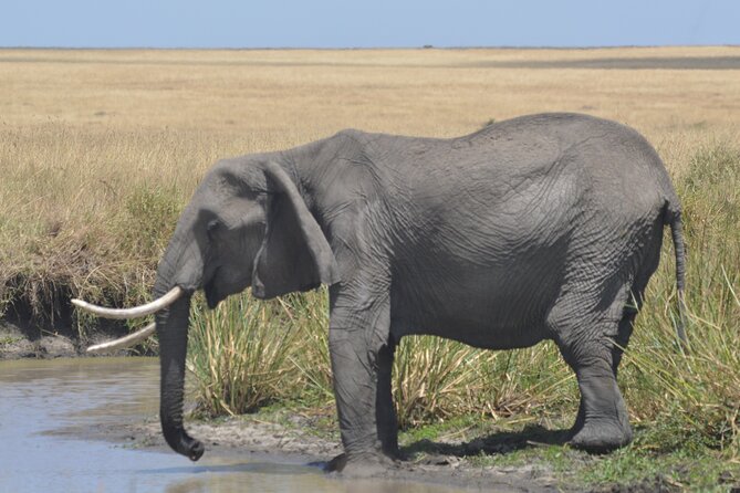 3-Days Masai Mara Rhythms Safari - Good To Know