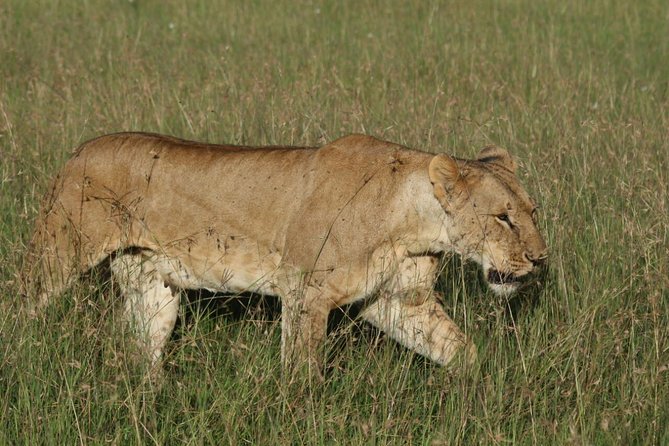 3 Days Masai Mara Safari From Nairobi - Good To Know