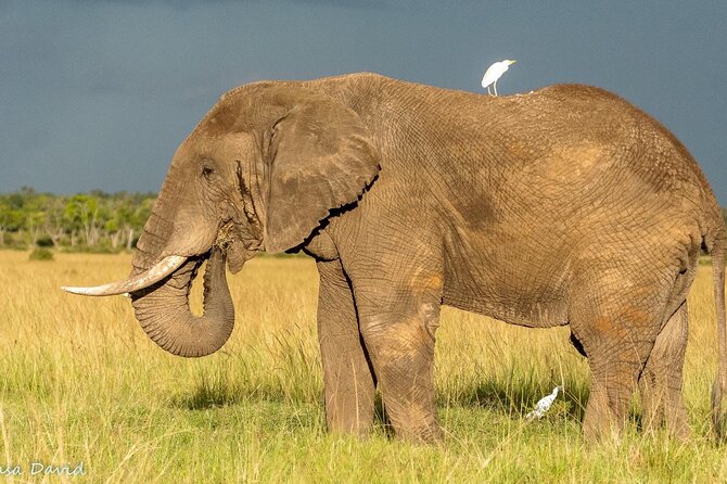 3 Days Masai Mara Tented Camp & Transport 4 X 4 Jeep - Good To Know