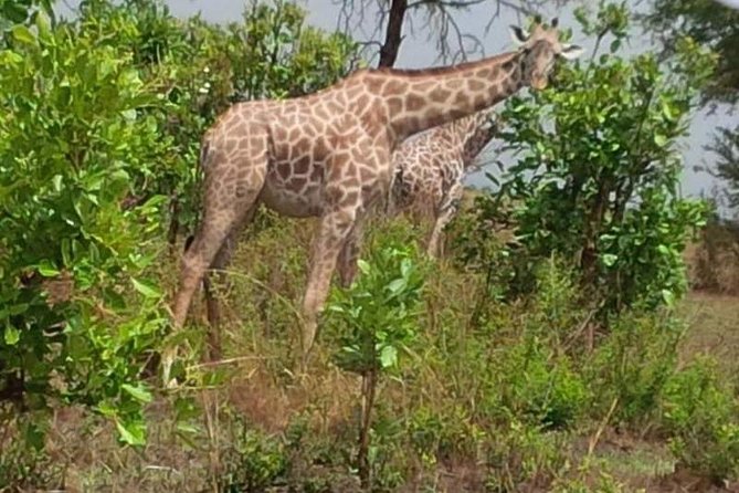 3 Days, Mikumi National Park Safari, by Private Transfer - Good To Know
