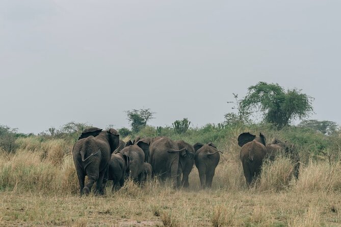 3 Days Murchison Falls Safari - Good To Know