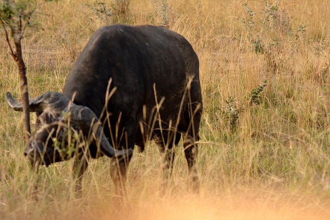 3 Days Murchison Falls Wildlife Safari - Good To Know