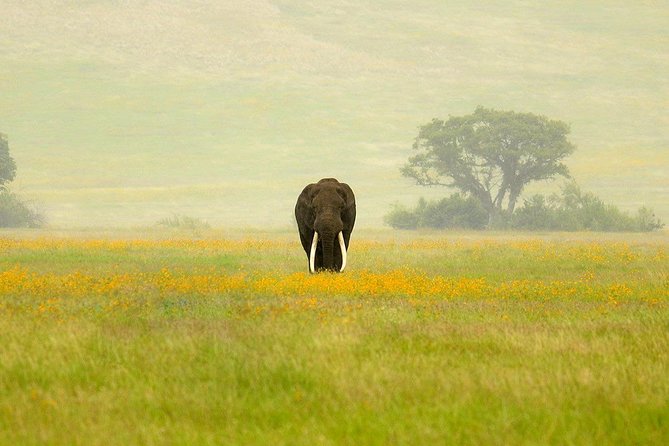 3 Days Ngorongoro Crater, Tarangire NP & Manyara NP Budget Safari - Booking and Pricing Information