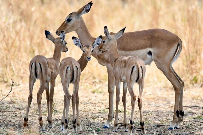 3 Days Nyerere National Park Safari (Selous Game Reserve) - Good To Know