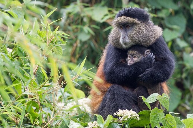 3 Days Private Bwindi Gorillas and Volcanoes Golden Monkey Trek - Good To Know