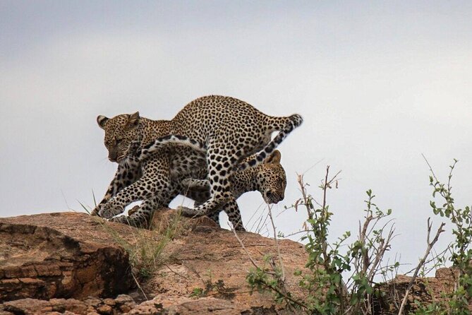 3 Days Private Masai Mara Safari Adventure By 4×4 Jeep - Good To Know