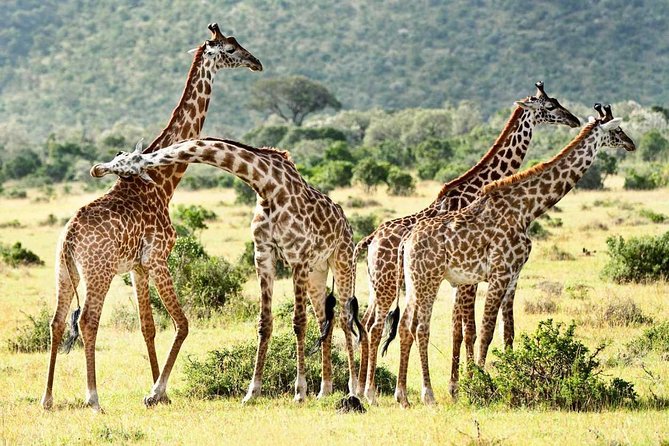 3 Days Safari to Mikumi National Park - Good To Know
