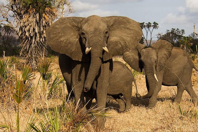 3 Days Selous Escape From the Usual, Short Tanzania Safaris. - Itinerary Highlights