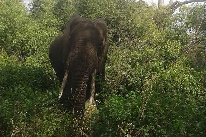 3 Days Serengeti National Park From Zanzibar - Customer Reviews