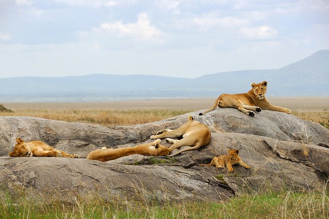 3 Days Tour Masai Mara Safari From Nairobi - Good To Know