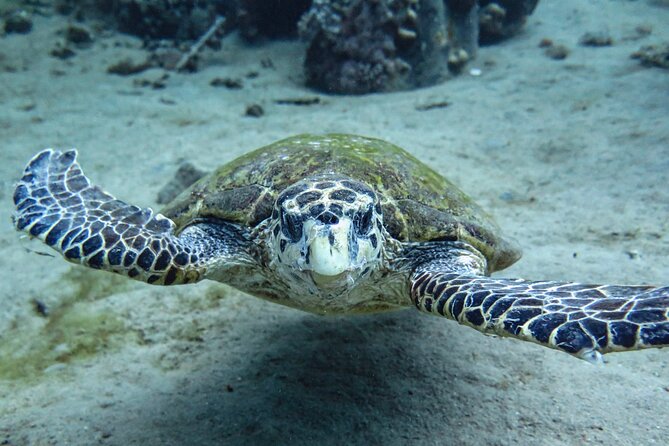 3-Hour Shore Dive or Snorkel Experiences in Aqaba