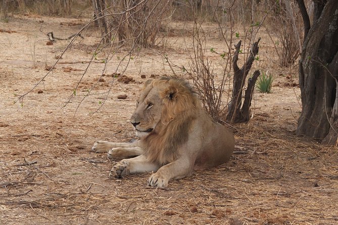 3 Nights 4 Days Ruaha National Park - Good To Know
