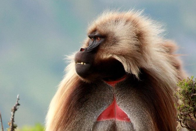 02 Days Addis Ababa & Debre Libanos Monastery, Baboons & Portuguese Bridge - Customer Review & Feedback