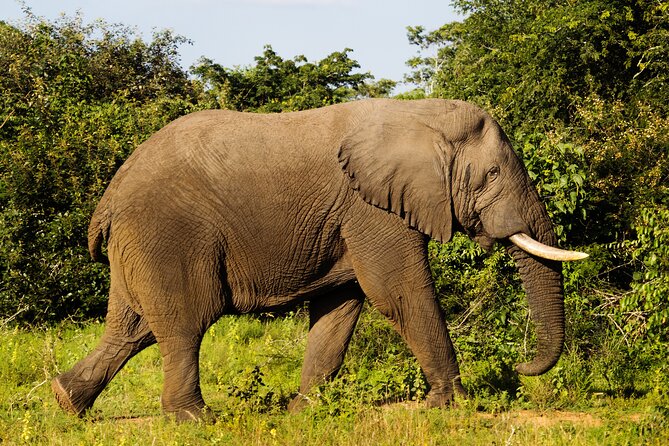 1 Day Akagera National Park Safari - Lunch Experience