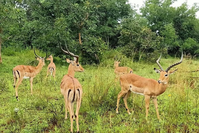 1-Day Akagera National Park - Frequently Asked Questions