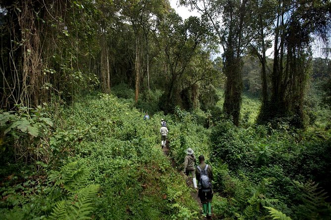 1 Day Bisoke Volcano Hike
