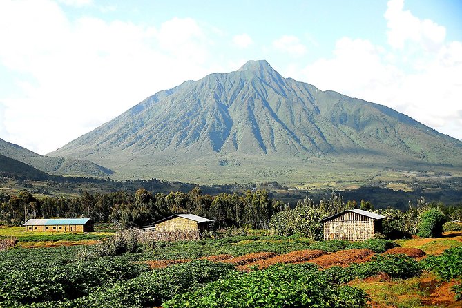 1 Day Dian Fossey Tomb Hike - Price and Reviews