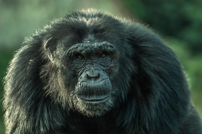 1 Day Fishing and Chimpanzee Island Tour - Cancellation Policy