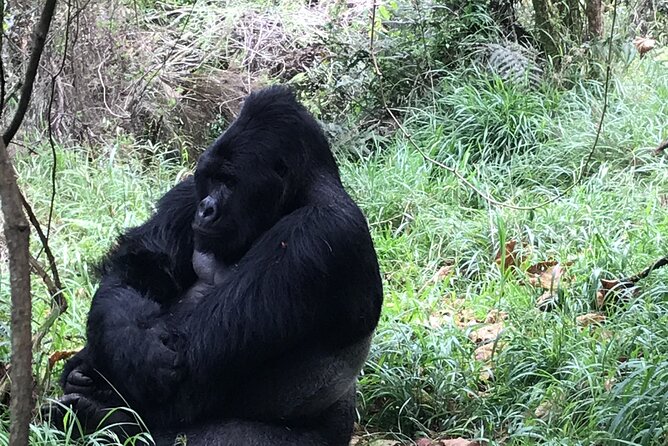 1 Day Gorilla Trekking Mgahinga Gorilla NP & Lake Bunyonyi - Safety Measures and Moderation
