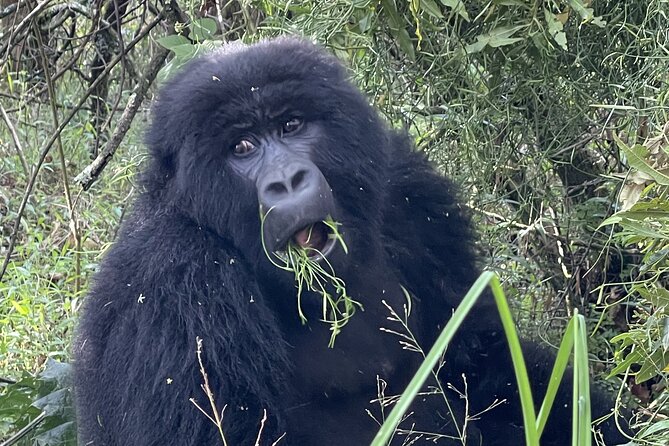 1 Day Guided Gorilla Trekking Safari Experience in Rwanda - Reviews