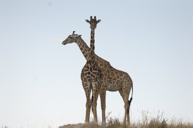 1 Day Hells Gate Biking Safari - Inclusions and Exclusions