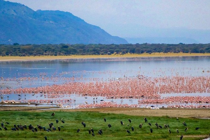 1 Day Lake Manyara Day Trip - Reservation Process