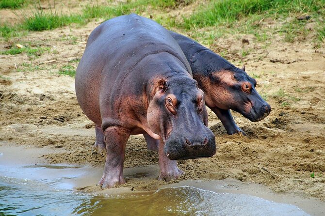 1 Day Lake Mburo National Park Short Safari From Kampala - The Sum Up