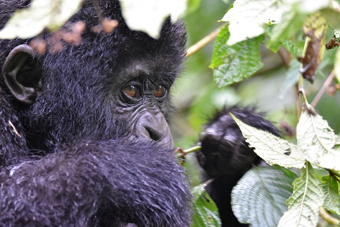 1 Day Mountain Gorilla Trekking Safari Uganda - Additional Information for Travelers