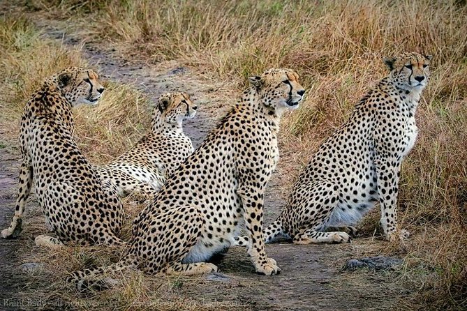 1 Day Safaris To Tarangire National Park - Pickup Information