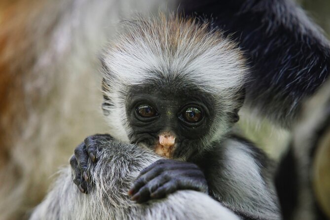 1 Day Short 4x4 Safari: ARUSHA NATIONAL PARK Incl. Lodge-Lunch - Tour Highlights
