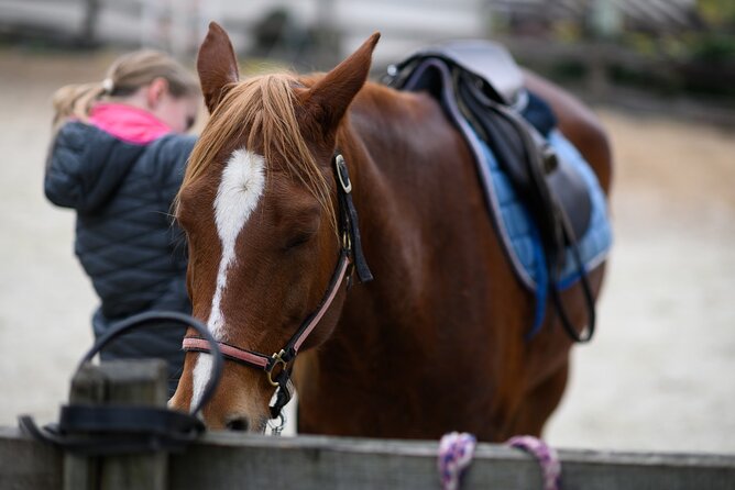 1-Hour Small-Group Horseback Riding Guided Activity From Ljubljana - Directions to Meeting Point