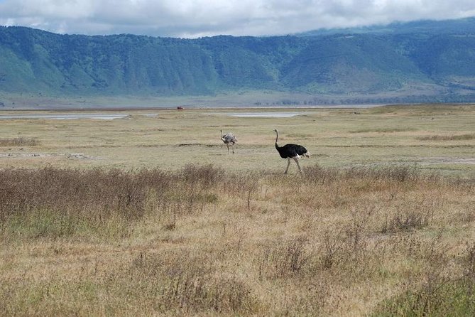 10-Day Kenya & Tanzania 4WD Safari Adventure - Logistics and Pickup Information