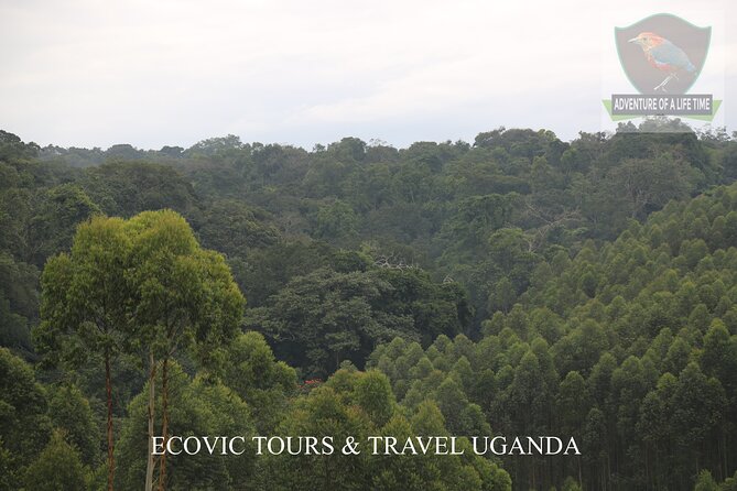 10-Days Mountain Gorillas, Chimps & Uganda Wildlife Safari - Accommodation Details