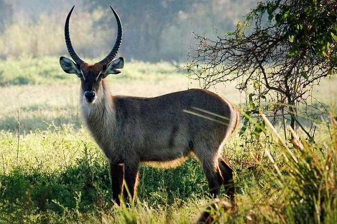 10 Days of Experience on Mt. Kilimanjaro and Wildlife Safari.
