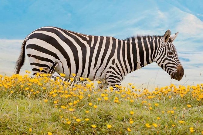 10 Days Serengeti Wildlife Safari and Tanzania Cultural Tour - Safety and Health Guidelines