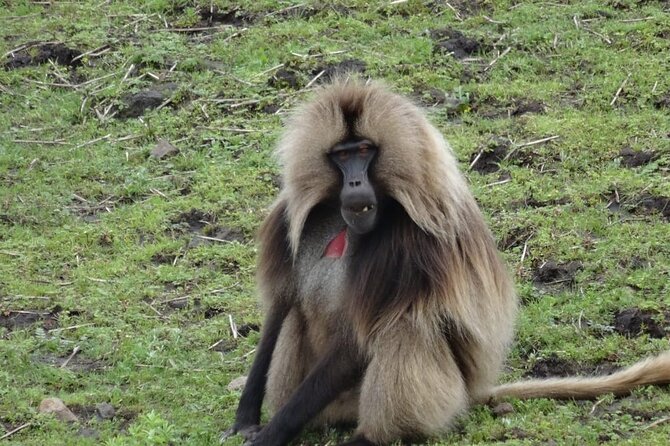 10 Days Simien Mountains Trekking, Adi Arkay via Ras Dashen - Tips for a Successful Trek