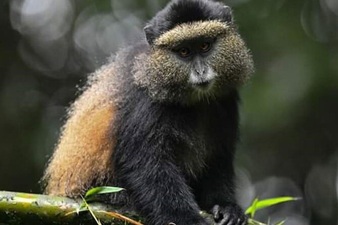 11-Day Uganda Gorillas, Chimpanzees and Big Game Safari - Big Game Safari Highlights