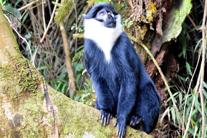 11-DAY Uganda Safari Experience Tour With Pick up - Flight Information