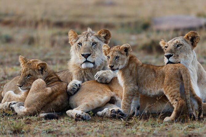 11 Days Kenya Big Five Bush & Beach Safari - Guided Tours