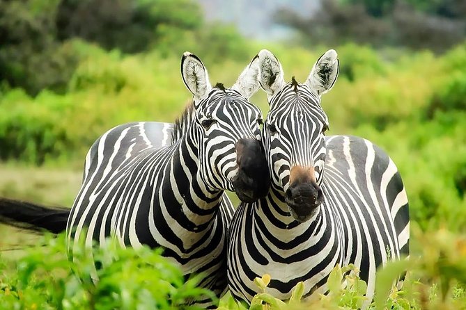 11 Days Kenya Lodge Holiday Safari - Itinerary Highlights